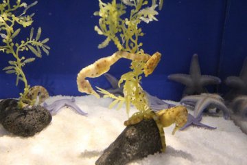 Seahorse