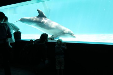 Dolphin Window