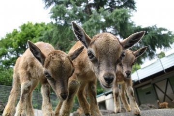 <p>You can see all the cute animals up close and personal!</p>