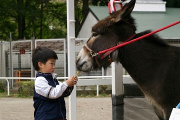 <p>Feeding the donkey - "Don't eat my hand, ok?"</p>