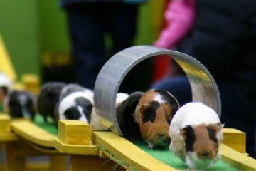 Chikozan Park Children's Zoo