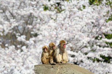 <p>On this warm day, doesn't it makes you want to go visit these adorable monkeys?</p>