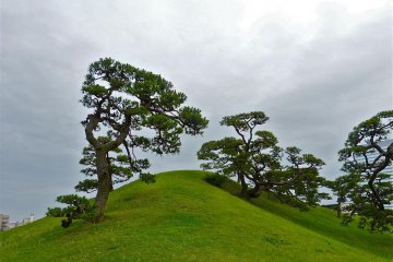 Pine trees dot the hills of the garden.