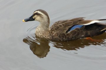 The Shogun used to catch ducks in the pond with nets.