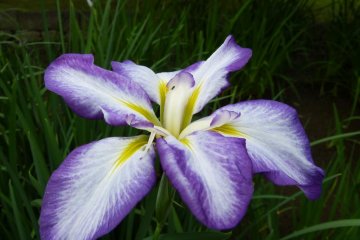Japanese iris bloom in June.