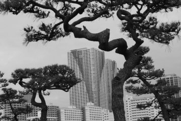 The pine and nearby architecture create some stunning combinations.