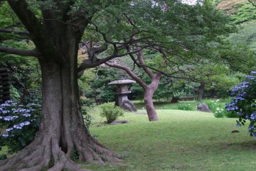 A quiet corner of the garden.
