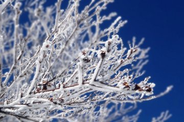 <p>Icy branches against a blue sky</p>