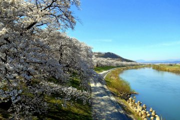 <p>They will turn into this! The 1000 Cherry Trees at a Glance!</p>
