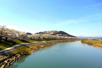 <p>The sad landscape will transform into brilliant scenery with 1000 Cherry Trees at a Glance!</p>