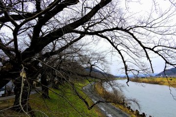 <p>Bare cherry tree boughs along the river. In spring, they will turn into...</p>