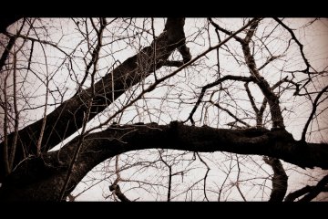 <p>Bare cherry tree branches under the dark sky</p>