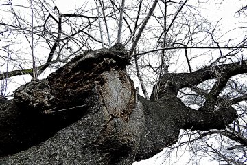 <p>Strong tree trunk</p>