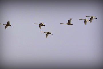 <p>Birds flying in the cold sky</p>