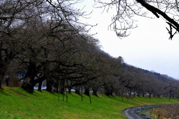 <p>Famous '1000 Cherry Trees at a Glance' along Shiroishi River, seen in mid-winter</p>