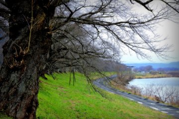 <p>Lines of sturdy cherry trees</p>