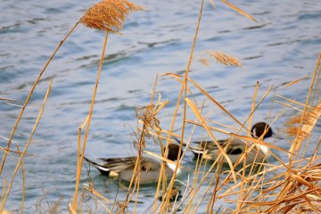 <p>Ducks swimming in the cold river with yellow silver grass in the foreground</p>