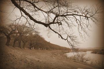 <p>Lines of bare trees along the river in Sepia</p>
