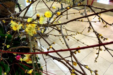 <p>Real plum tree boughs are used</p>