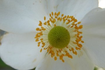<p>These beautiful flowers line the walkway to the pagoda.</p>