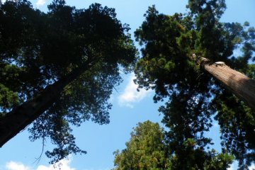<p>As you near the shrine from the back entrance, you'll come across these huge trees that seem to touch the heavens.</p>
