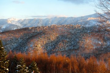 <p>A patchwork forest in winter, along the Buna Course</p>