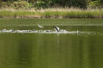 <p>Birds taking a bath at Himenuma Pond</p>