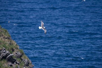 <p>Sea gulls drifting in the wind</p>