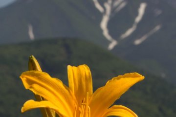 <p>Lilies everywhere</p>