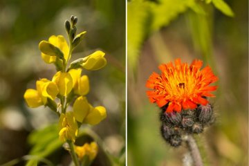 <p>The grassland around Mt. Rishiri was full of beautiful wildflowers</p>