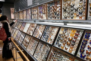 Kamei Museum Collection