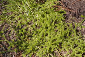 <p>This plant is common here, spreading out on top of the ground</p>