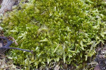 <p>Plush green moss; a mixture of species clumped together</p>