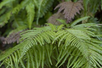 <p>These ferns have fronds split at a distinct angle</p>