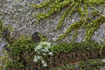 <p>Four species of moss on one rock</p>