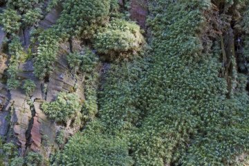 <p>This pale-green moss, a member of the Dicranum&nbsp;genus (fork-moss), prefers the lower tree trunks at the shrine</p>