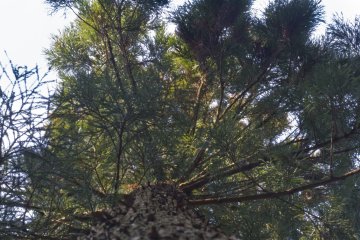 <p>Looking up a sugi, or Japanese cedar</p>