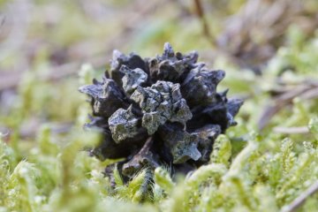 <p>A tiny pinecone rests on the ground</p>