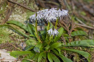 <p>An early spring flower</p>