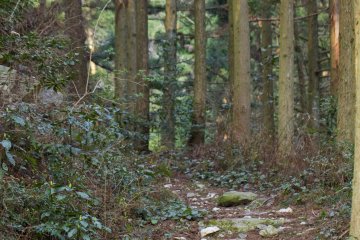 <p>Take this trail into the woods toward Mt. Kana</p>