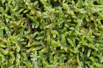 <p>Closeup of Hypnum (plait-moss), is one of the several moss genera at the campground</p>