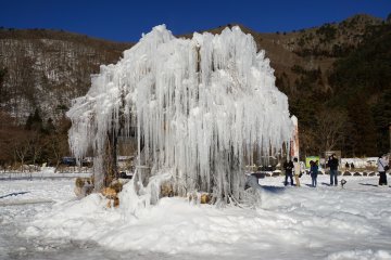 <p>The Jyuhyo&nbsp;tree produces grand ice tree sculptures</p>