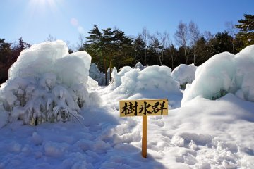 <p>So many frosted trees, you'll be amazed!</p>
