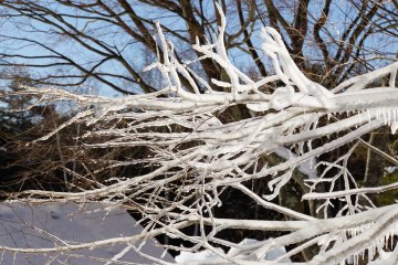 <p>Surrounded by frosted tree branches</p>