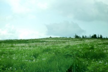 <p>Dandelion fluff spread out before you</p>