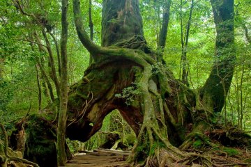 屋久岛巨人般的杉树。