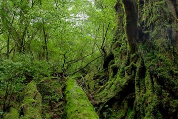 徒步旅行带你走进美丽的屋久岛世界
