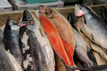 Salmon
