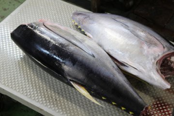 Yellow-fin tuna