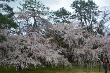 <p>Pohon-pohon bunga sakura di taman Imperial Palace</p>